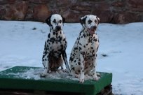 Fee Amilia vom Hause Fiedanu „Mia“